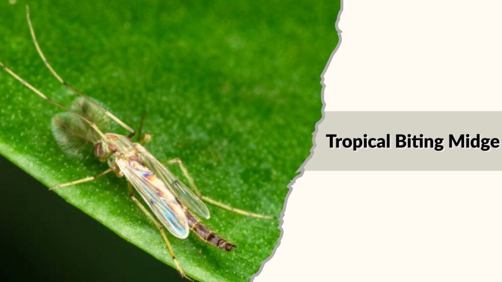 Tropical Biting Midge