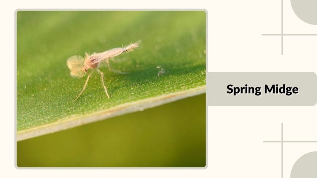 Spring Midge