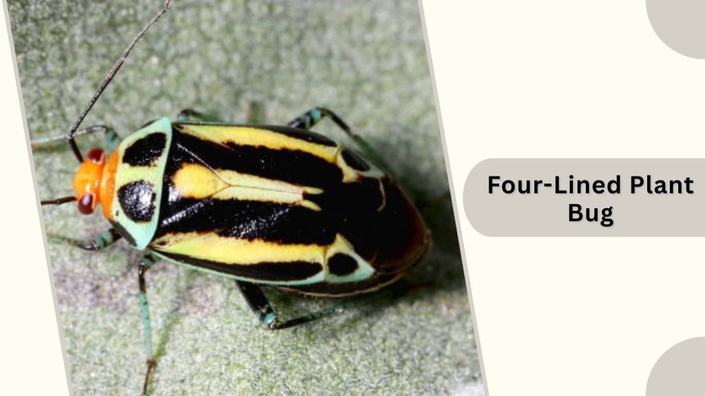 Four-Lined Plant Bug