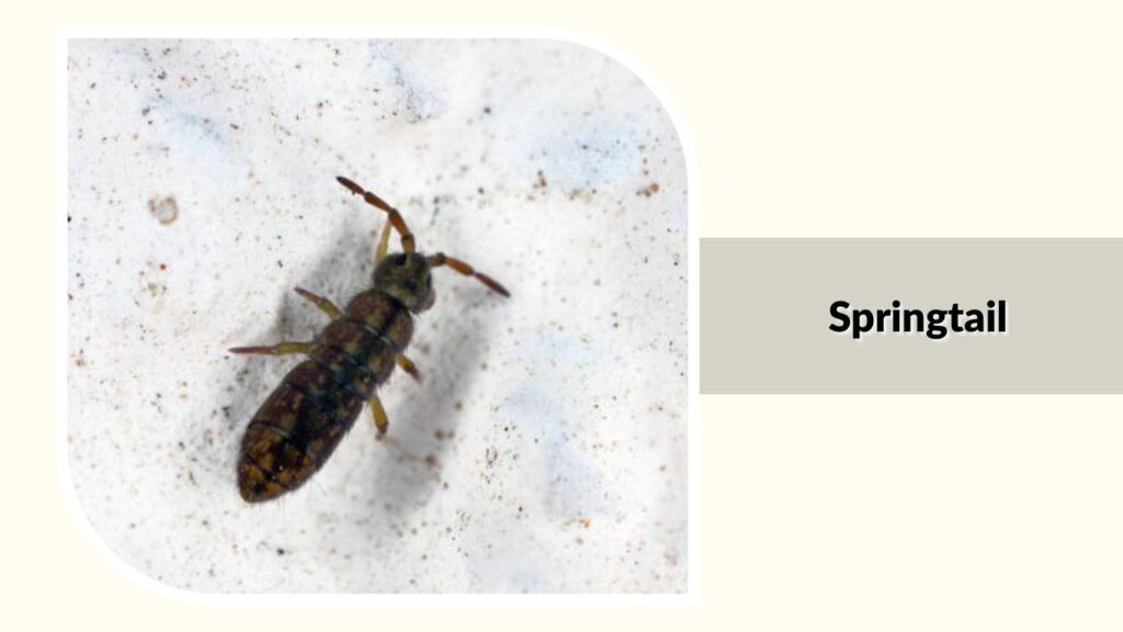 Springtail