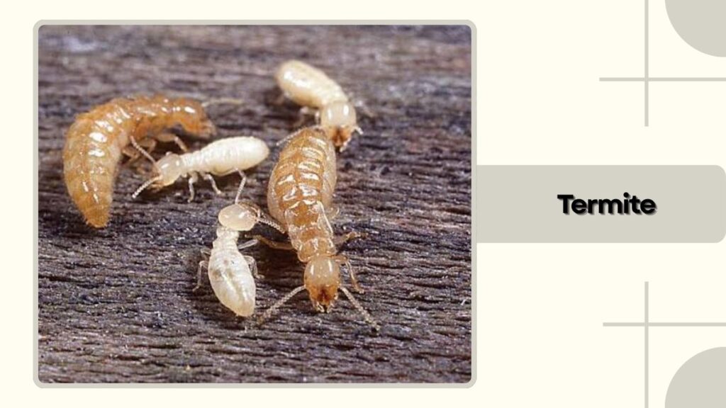 Termite