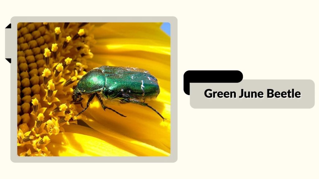  Green June Beetle