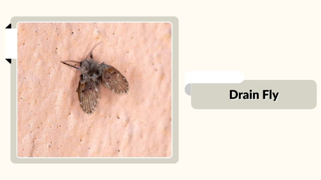Drain Fly