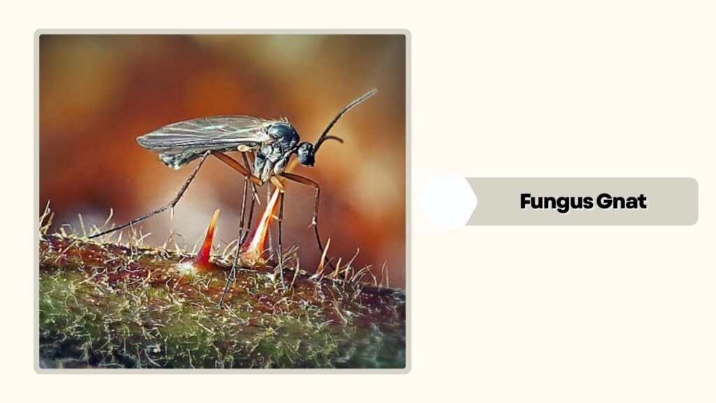  Fungus Gnat