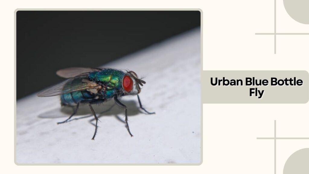 Urban Blue Bottle Fly