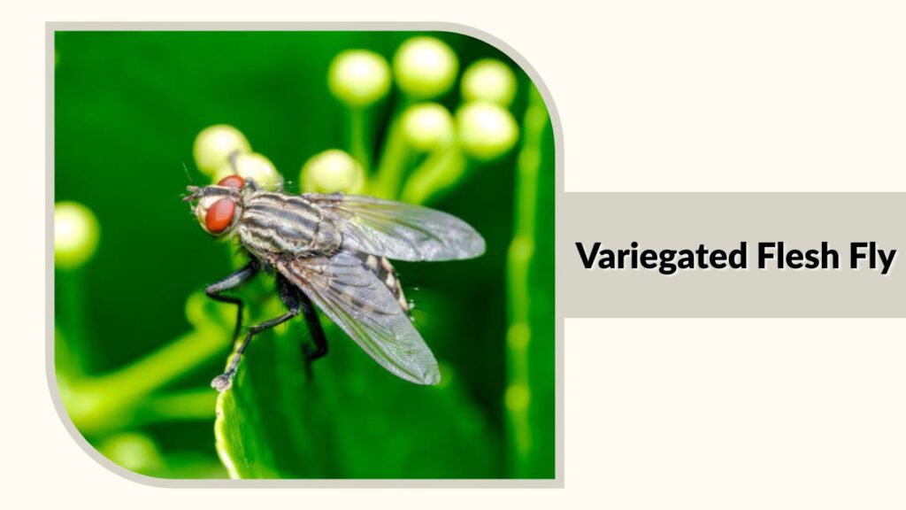 . Variegated Flesh Fly 