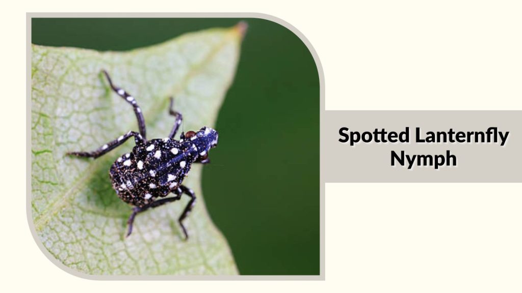 Spotted Lanternfly Nymph