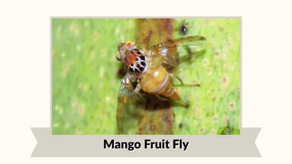 Mango Fruit Fly