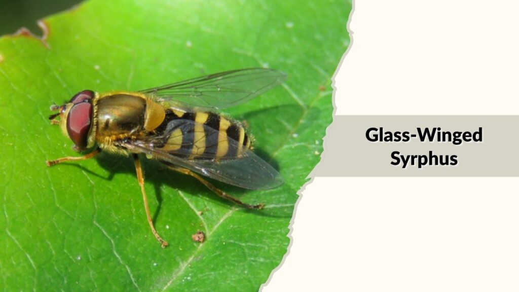 Glass-Winged Syrphus 