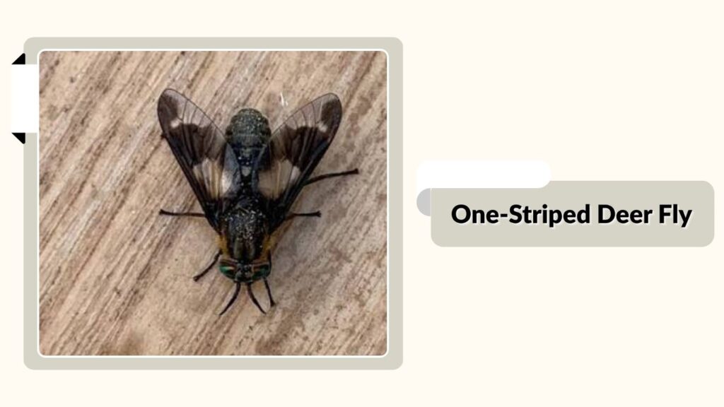 One-Striped Deer Fly (