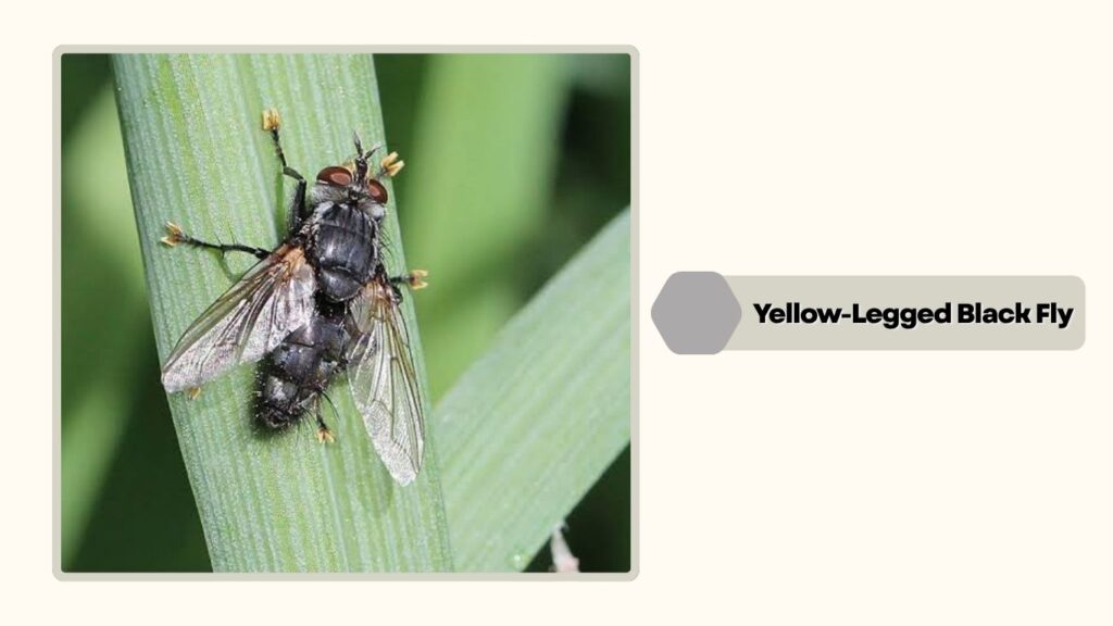  Yellow-Legged Black Fly