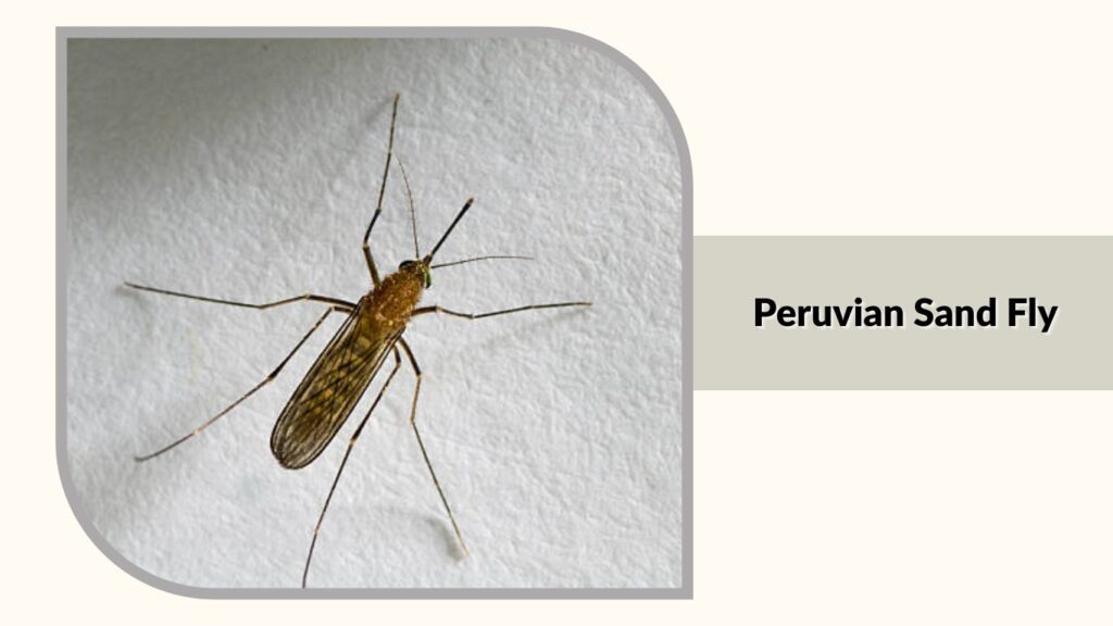 Peruvian Sand Fly