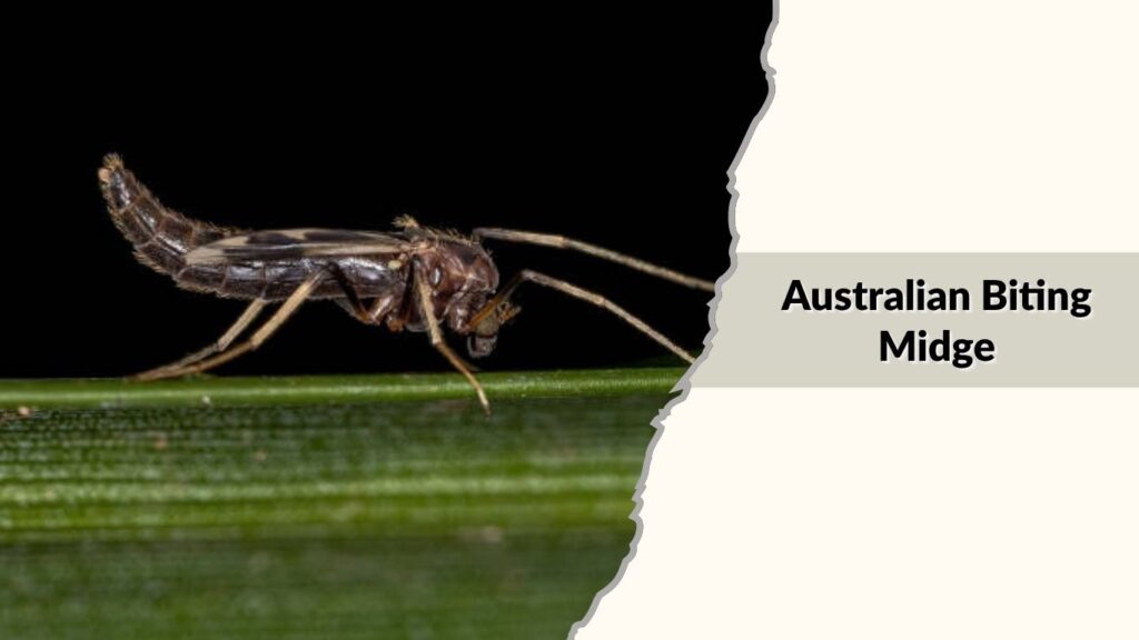 Australian Biting Midge
