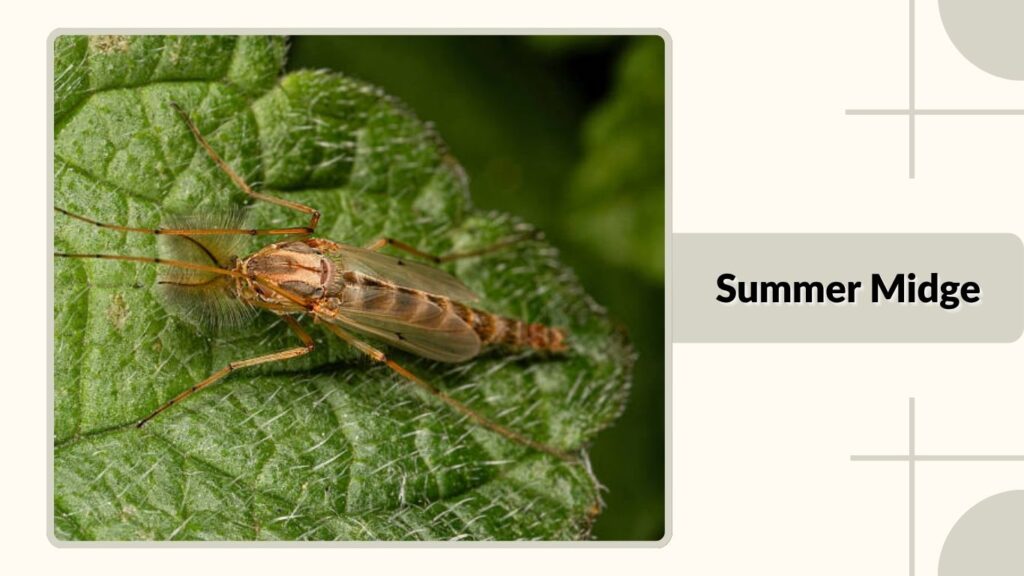 Summer Midge