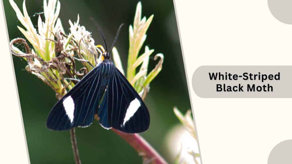 White-Striped Black Moth