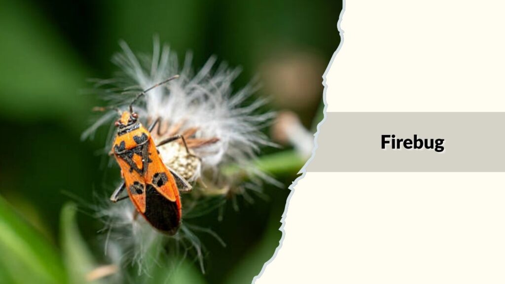 Firebug