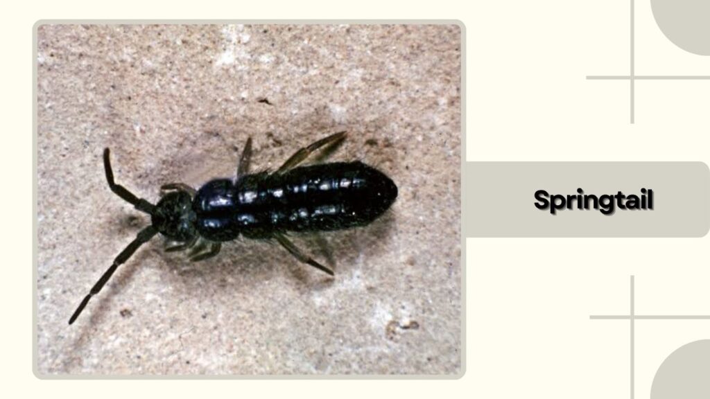Springtail