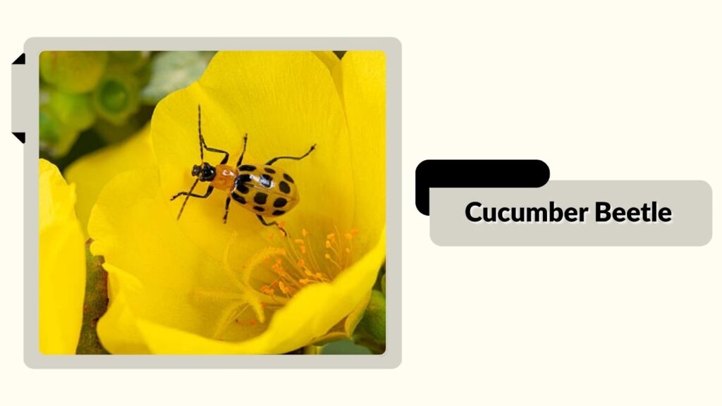 Cucumber Beetle