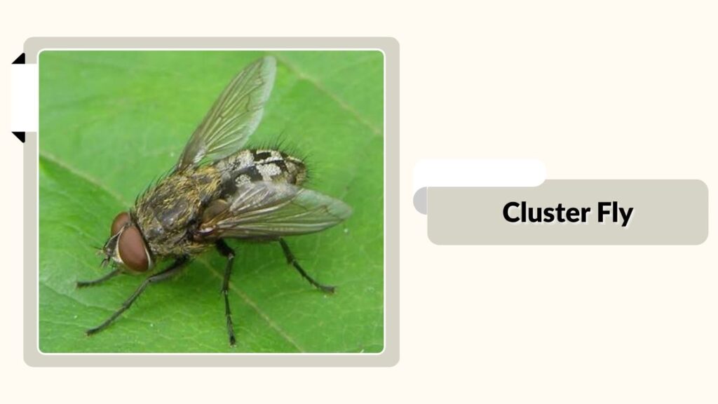 Cluster Fly