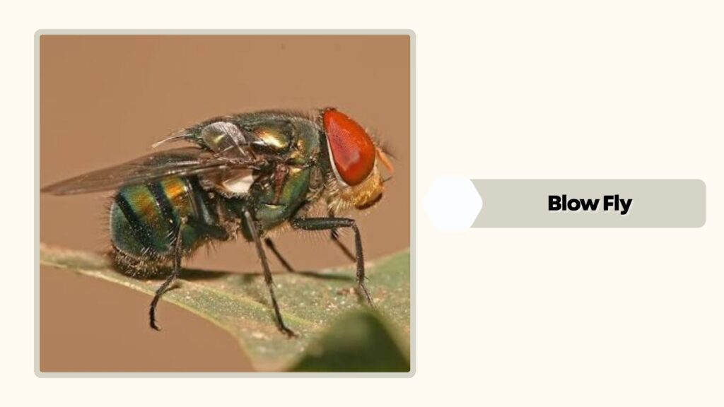  Blow Fly