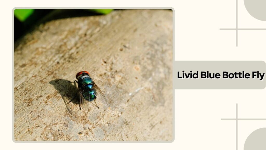 Livid Blue Bottle Fly