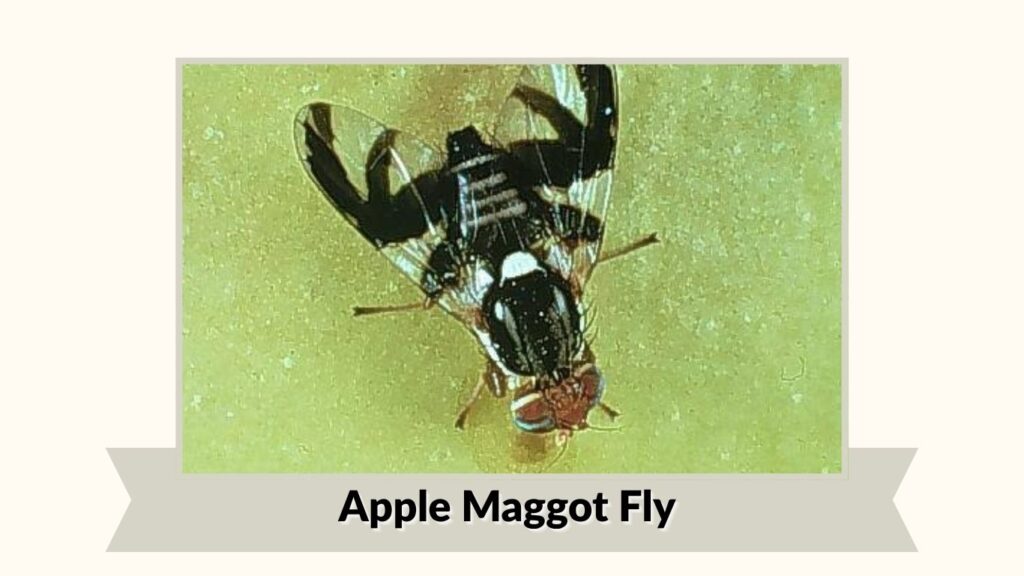 Apple Maggot Fly