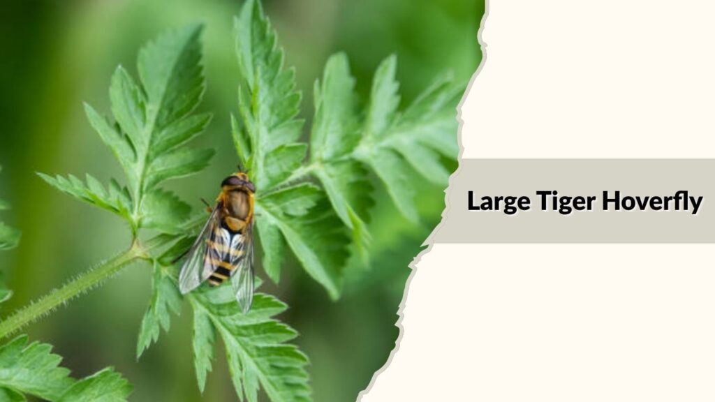 Large Tiger Hoverfly