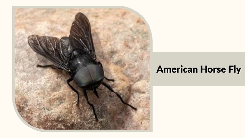 American Horse Fly