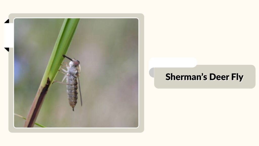 Sherman’s Deer Fly
