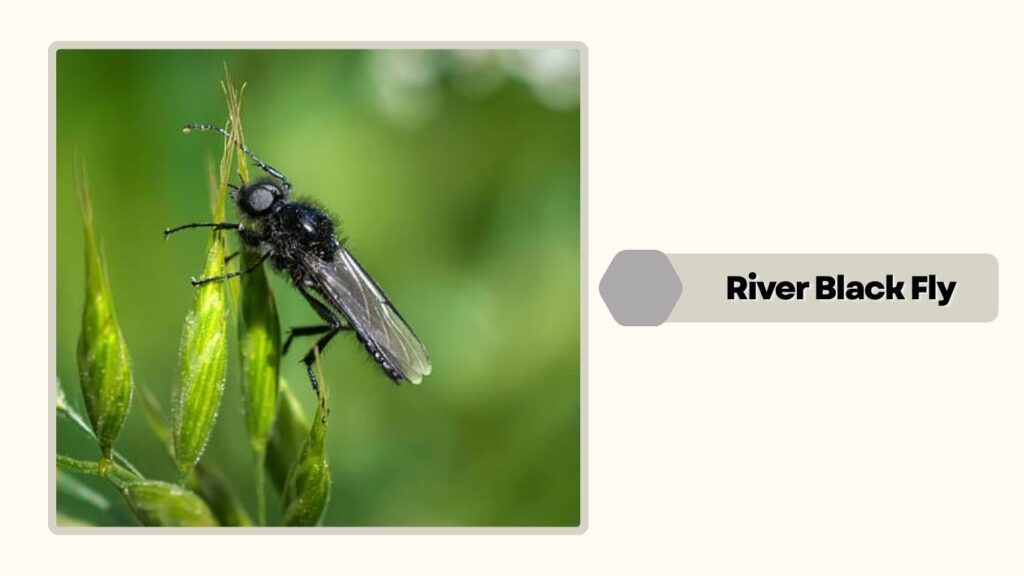  River Black Fly