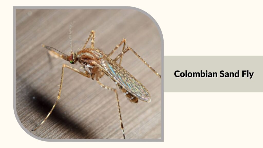 Colombian Sand Fly