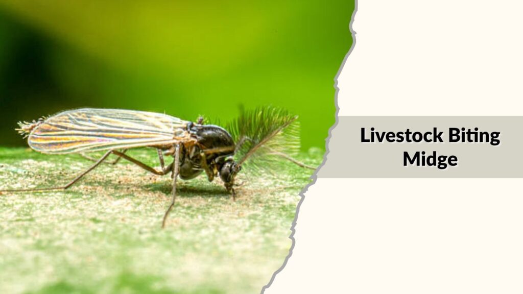  Livestock Biting Midge