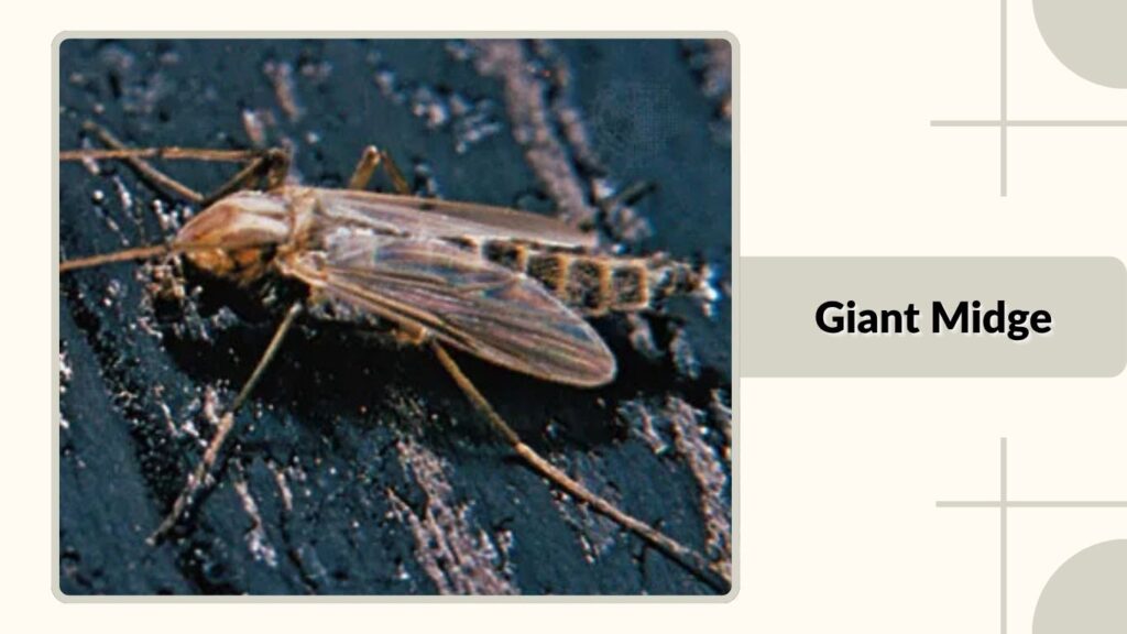Giant Midge