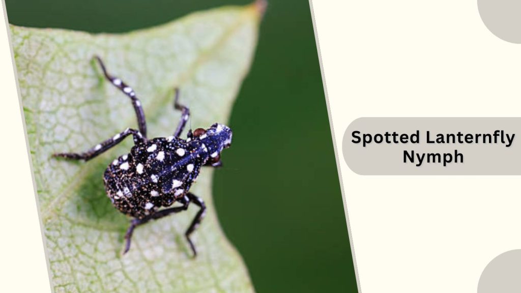 Spotted Lanternfly Nymph