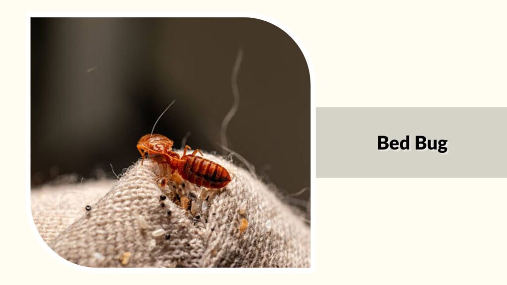 Bed Bug