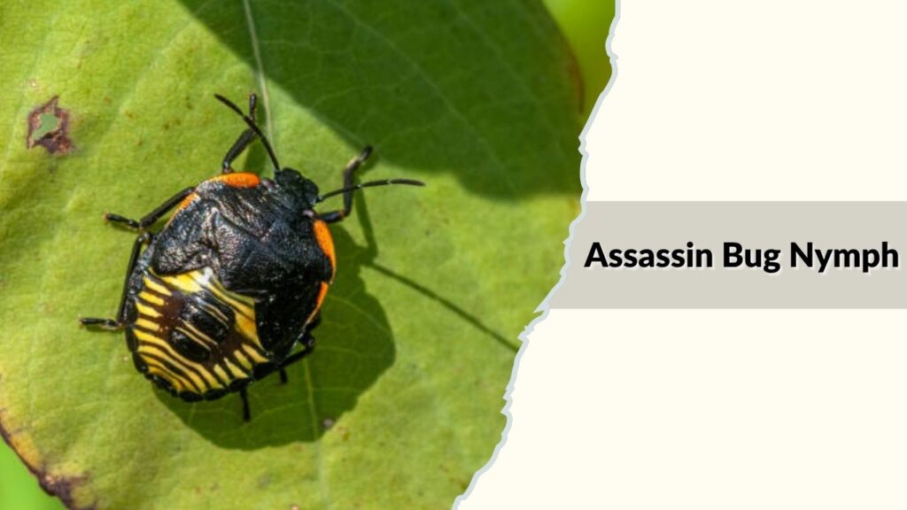 Assassin Bug Nymph