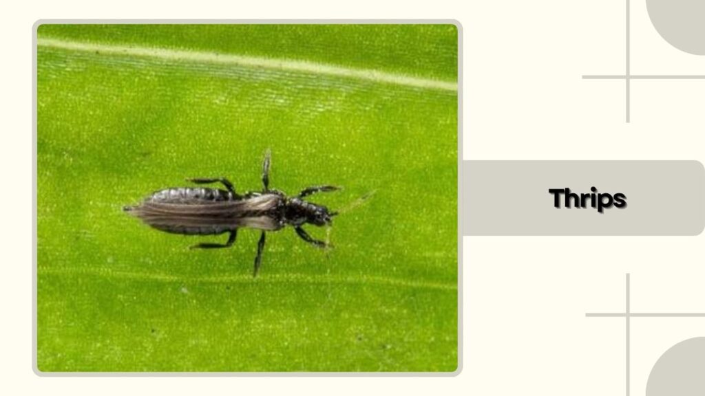 Thrips