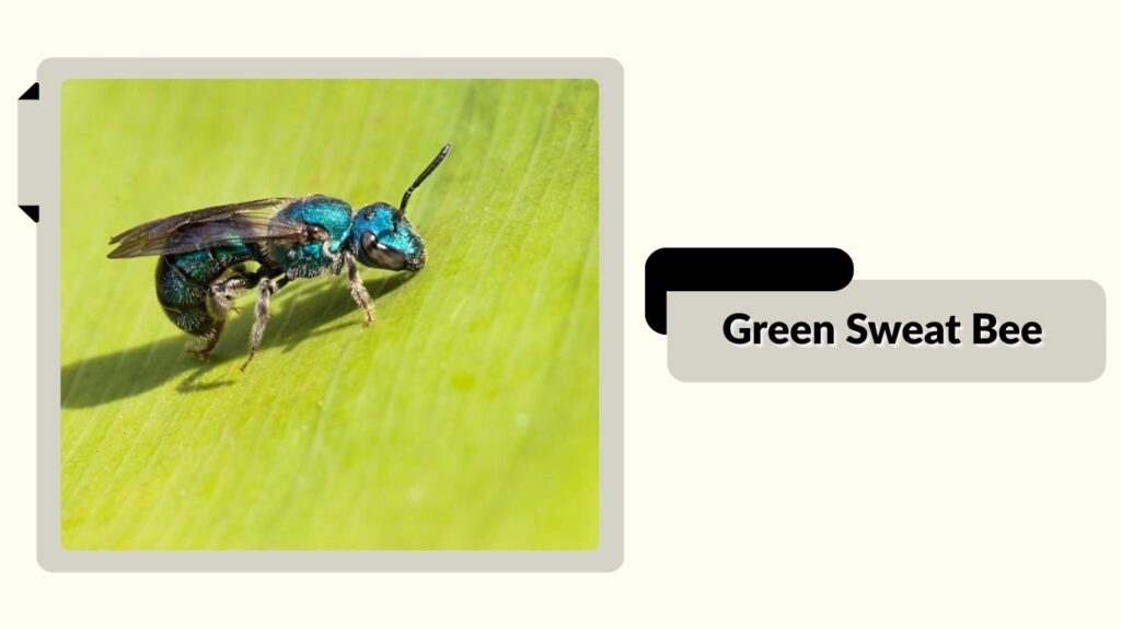 Green Sweat Bee