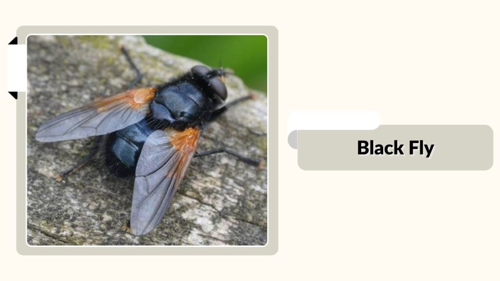 Black Fly