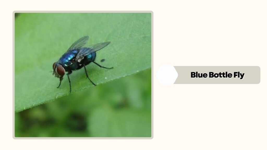  Blue Bottle Fly