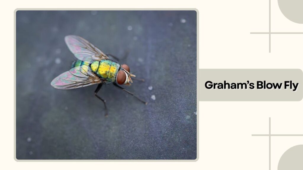 . Graham’s Blow Fly