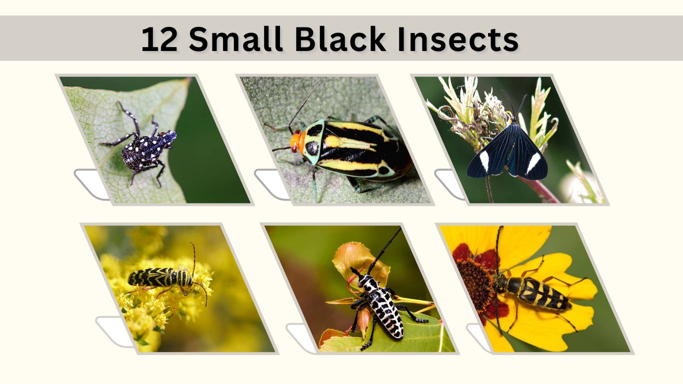 12 Small Black Insects With White Stripes to Identify