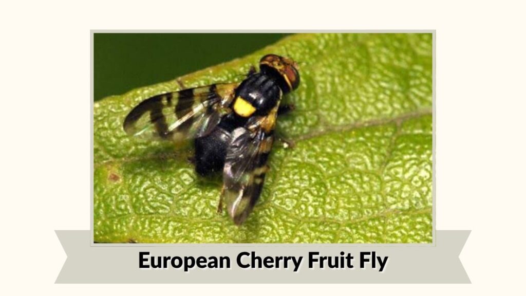  European Cherry Fruit Fly