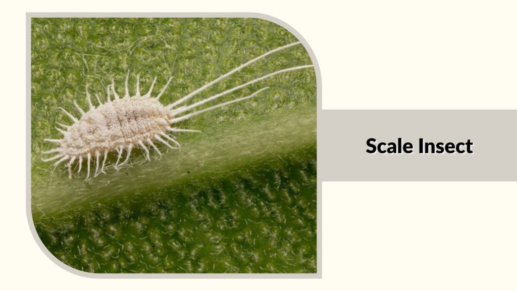 Scale Insect