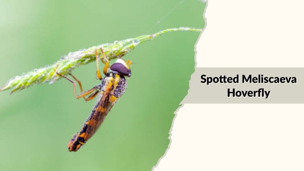 Spotted Meliscaeva Hoverfly