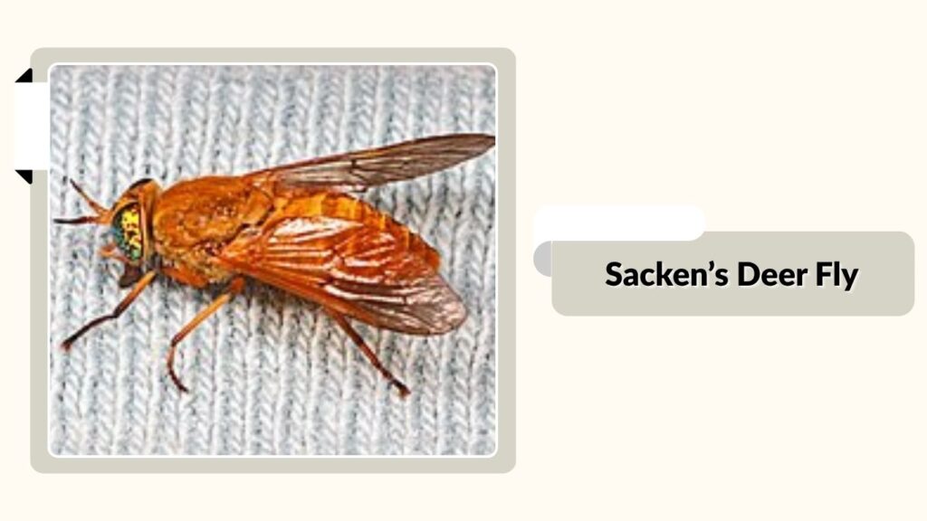 Sacken’s Deer Fly