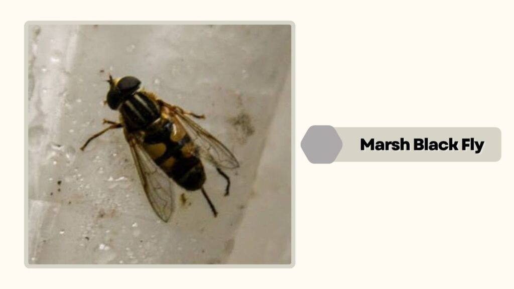 Marsh Black Fly