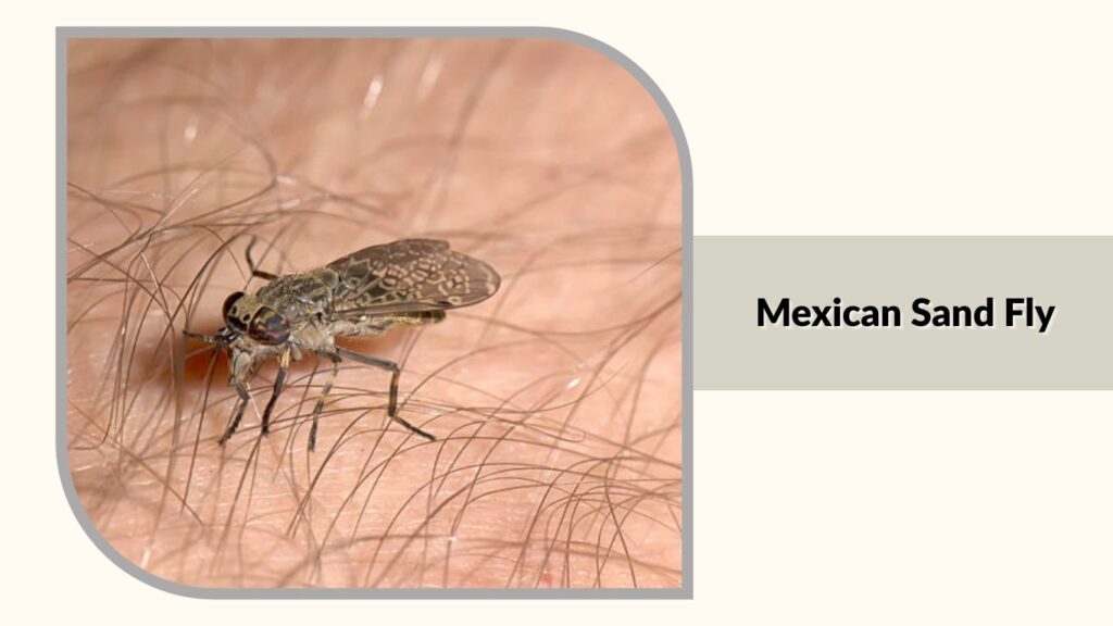  Mexican Sand Fly