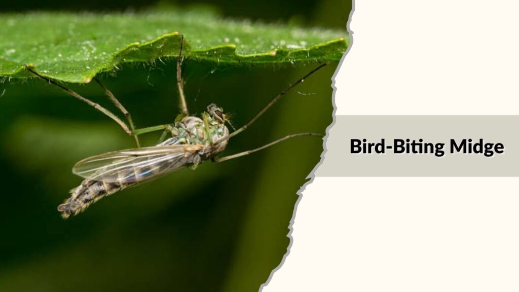 Bird-Biting Midge