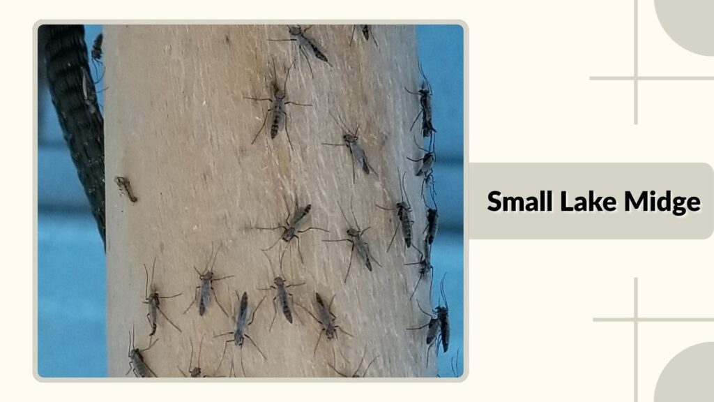 Small Lake Midge